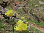 20 Pulsatilla alpina sulphurea (Anemone sulfureo) accanto al ruscello